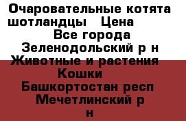 Очаровательные котята шотландцы › Цена ­ 2 000 - Все города, Зеленодольский р-н Животные и растения » Кошки   . Башкортостан респ.,Мечетлинский р-н